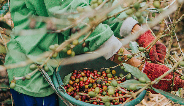 Direct Trade Coffee