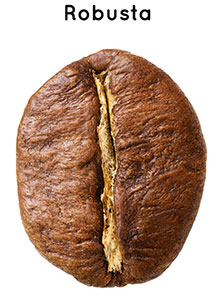 Robusta-bean