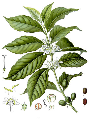 Coffeeplant-Coffea