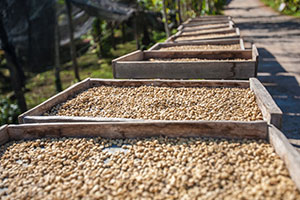 dry_processing_of_coffee